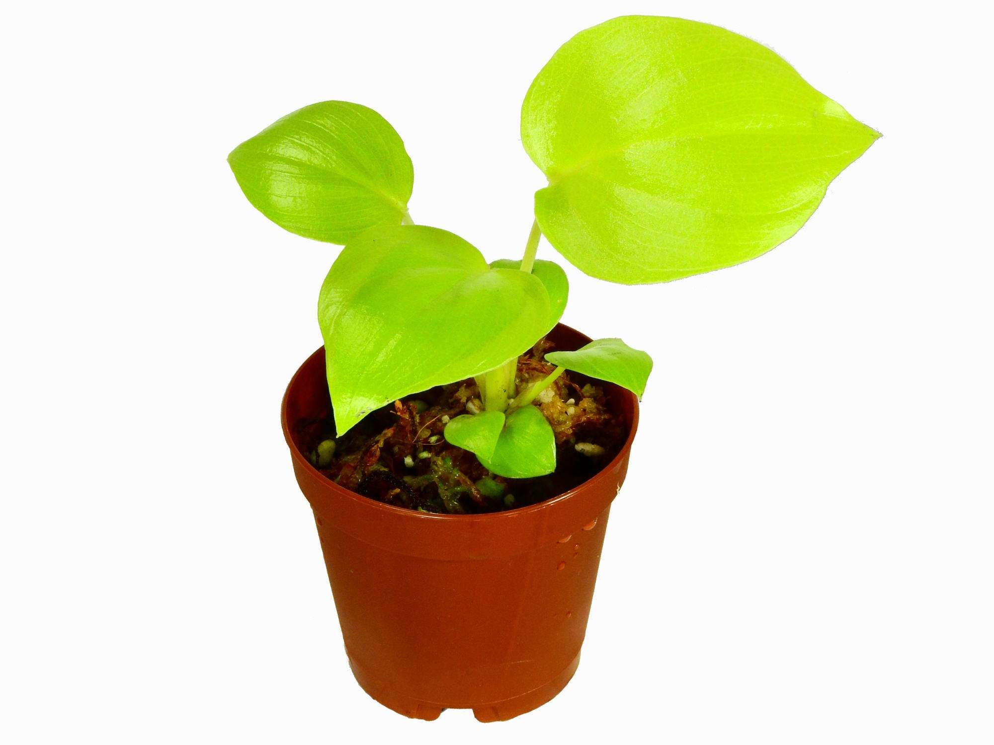 philodendron bipinnatifidum schott Philodendron bipinnatifidum 'Gold' (11cm Topf) — Ecuagenera Europe GmbH