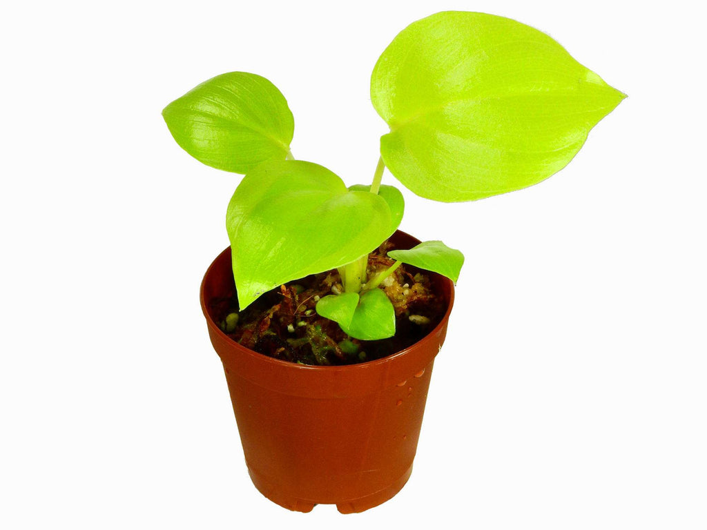 Philodendron bipinnatifidum 'Gold' (11cm Topf) — Ecuagenera Europe GmbH