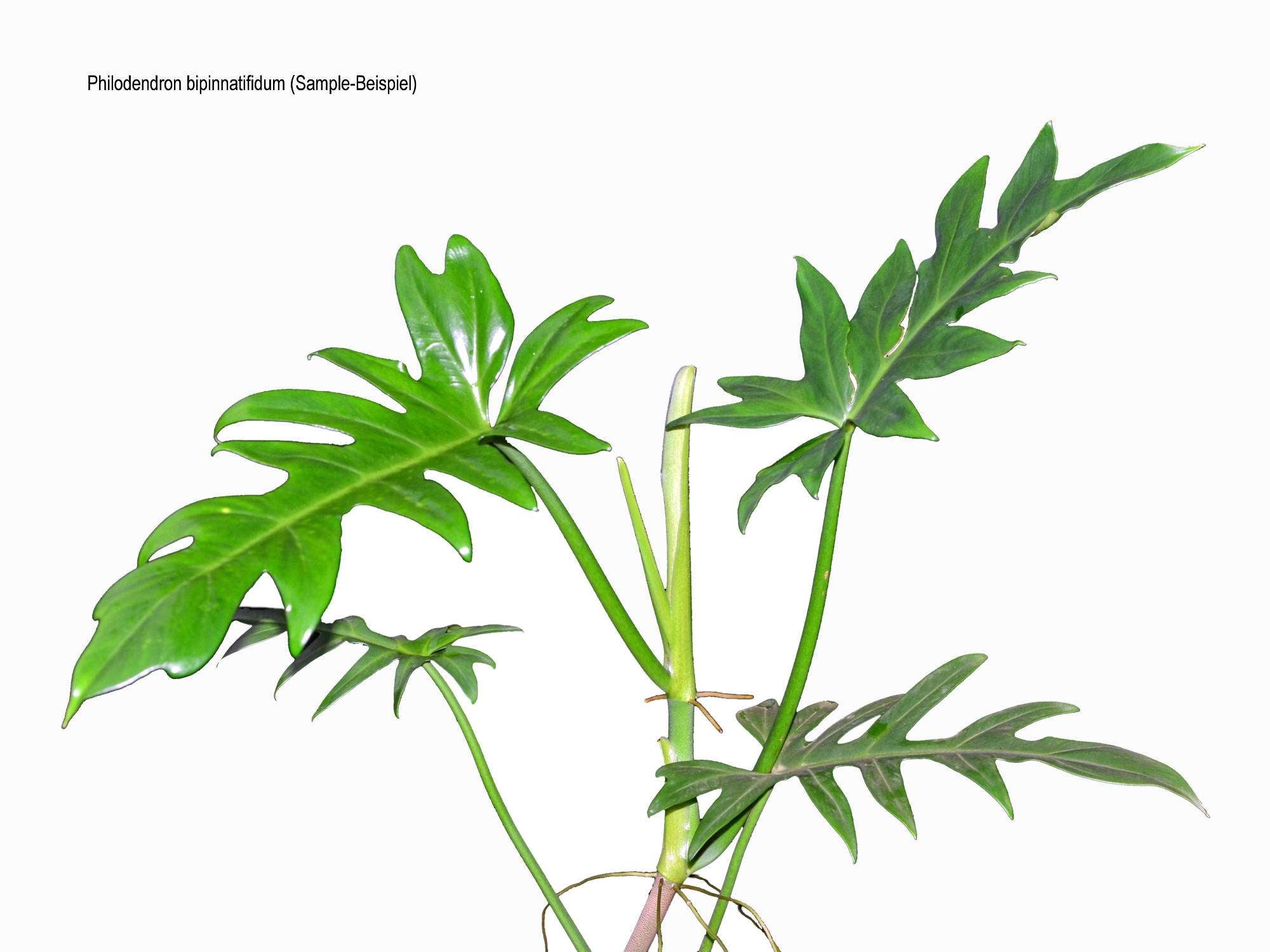 philodendron bipinnatifidum schott ex endl Philodendron bipinnatifidum 'Gold' (11cm Topf) — Ecuagenera Europe GmbH