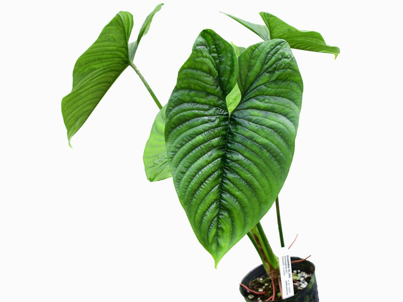 Philodendron furcatum