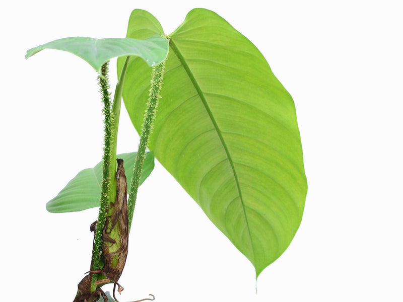Philodendron genevieveanum