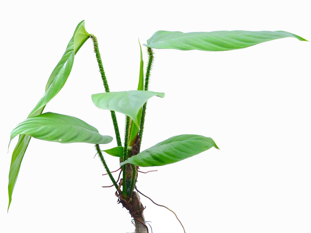 Philodendron genevieveanum — Ecuagenera Europe GmbH