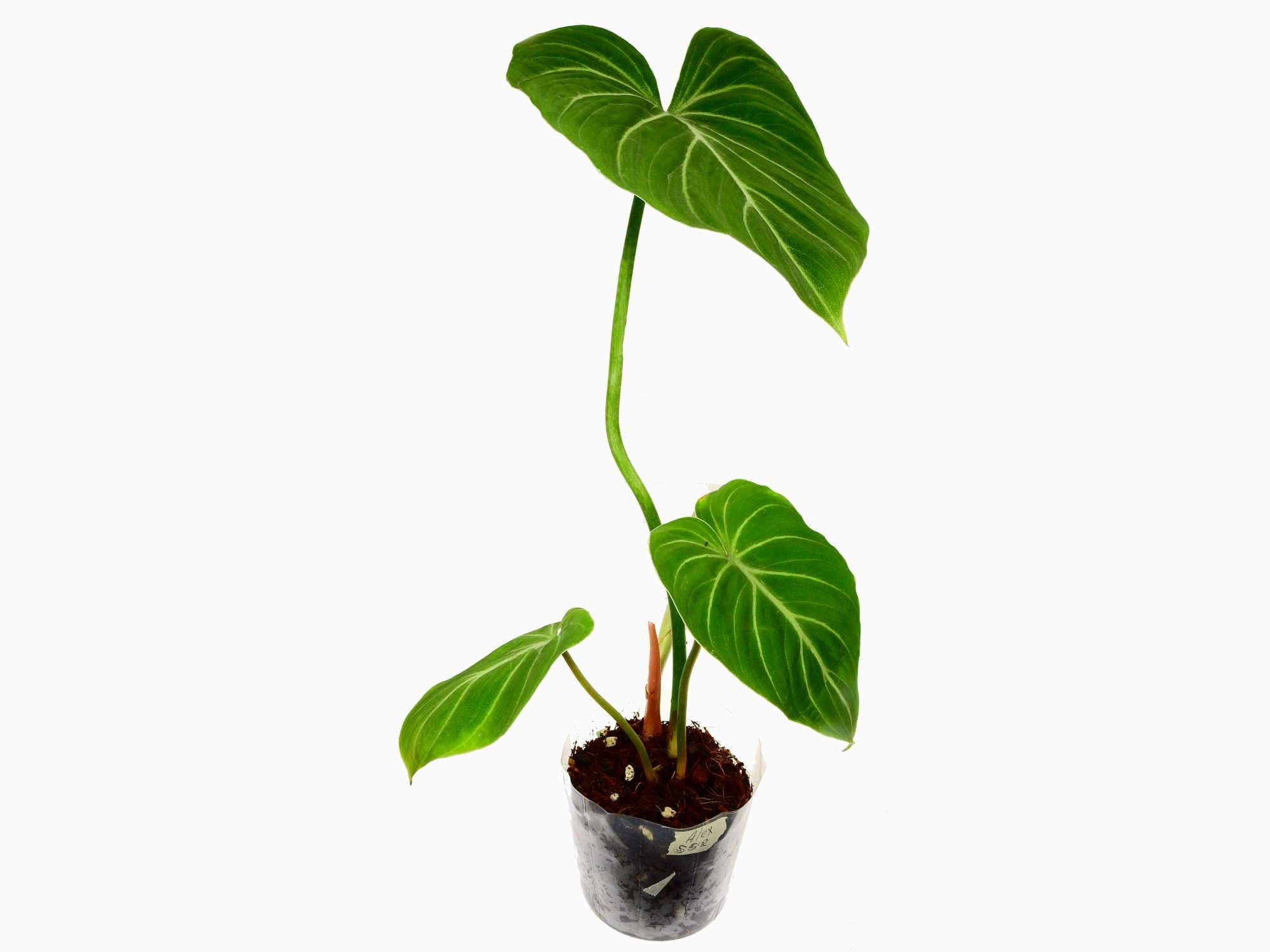Philodendron gloriosum 'Zebra' — Ecuagenera Europe GmbH
