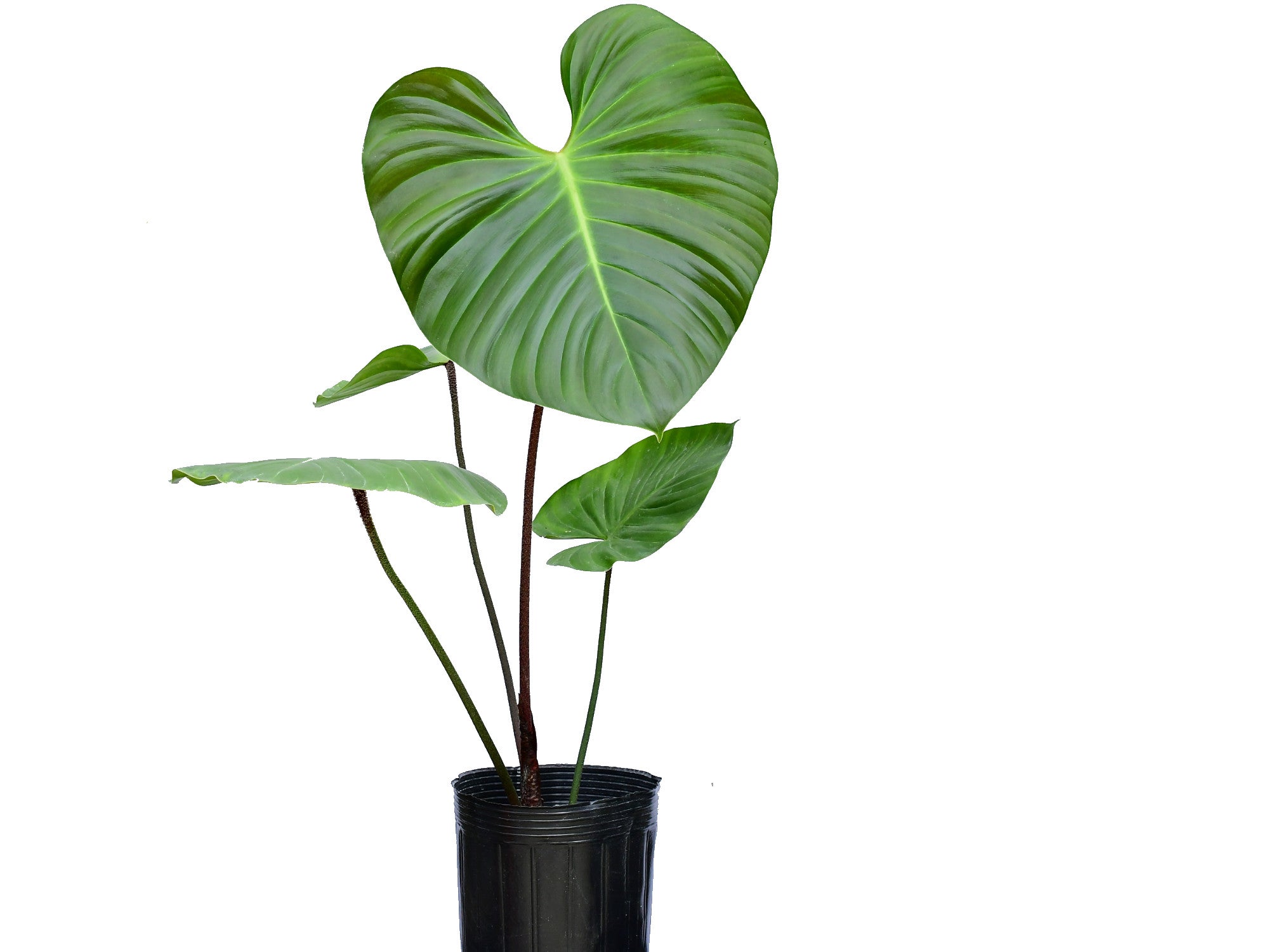 Philodendron nangaritense — Ecuagenera Europe GmbH