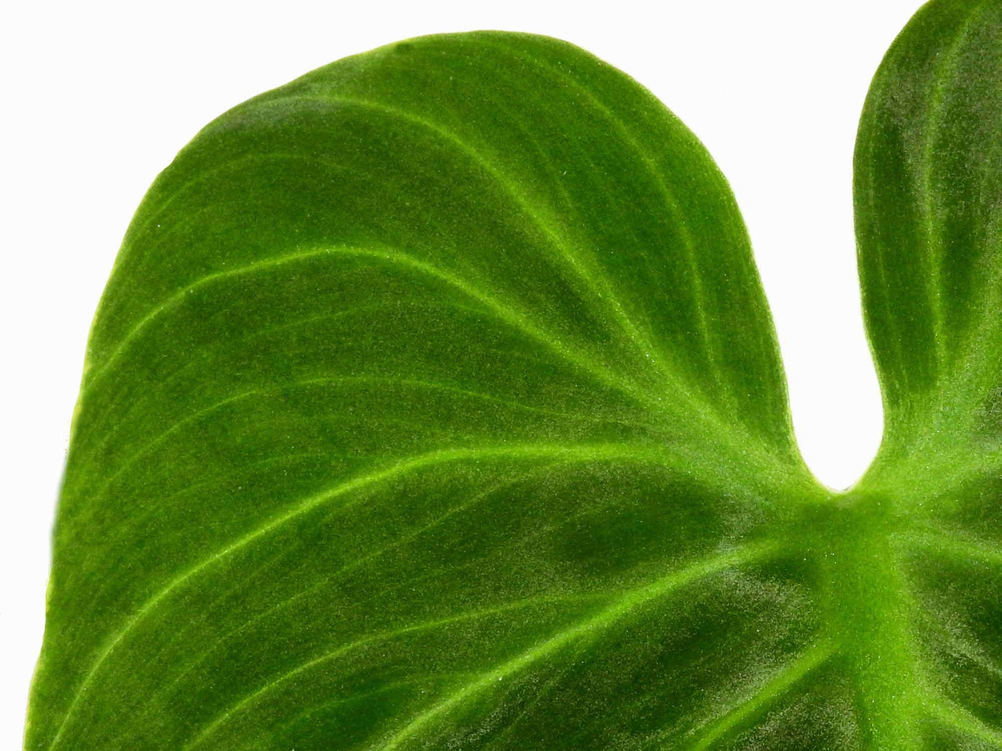 Philodendron rubrijuvenile (aka Philodendron Choco Red) seedling   Ecuagenera Europe GmbH