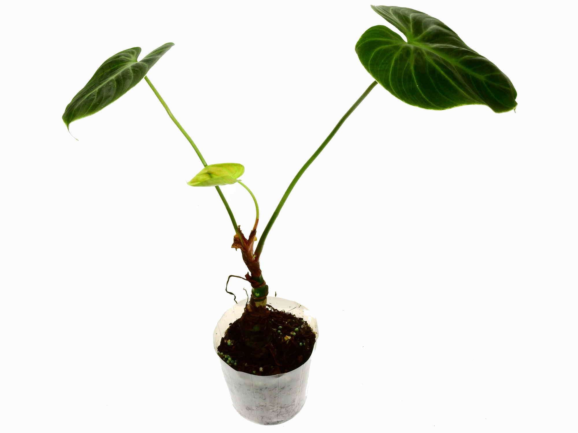 Philodendron rubrijuvenile (aka Philodendron Choco Red) seedling —  Ecuagenera Europe GmbH