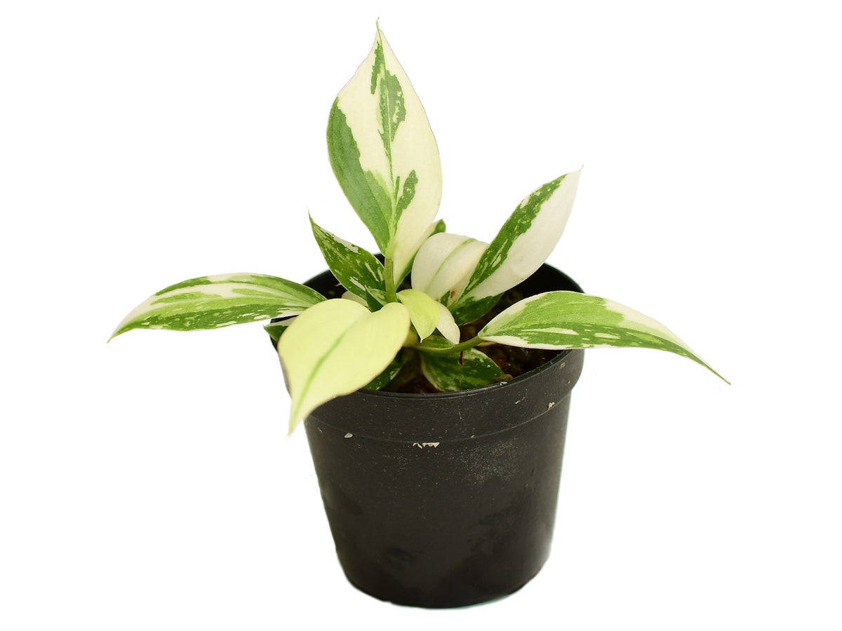 Philodendron gloriosum variegata — Ecuagenera Europe GmbH