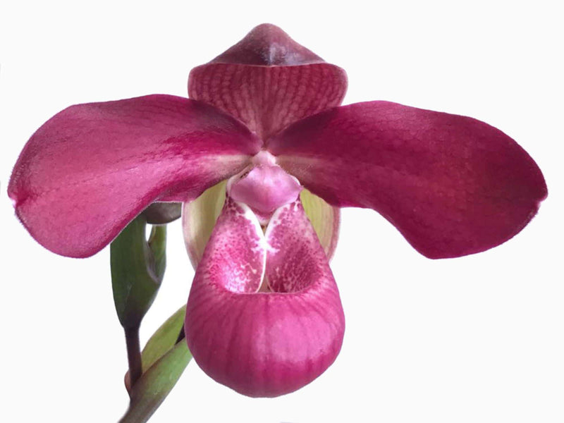 Phragmipedium Acker's Beauty