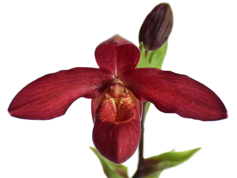 Phragmipedium Andean Fire