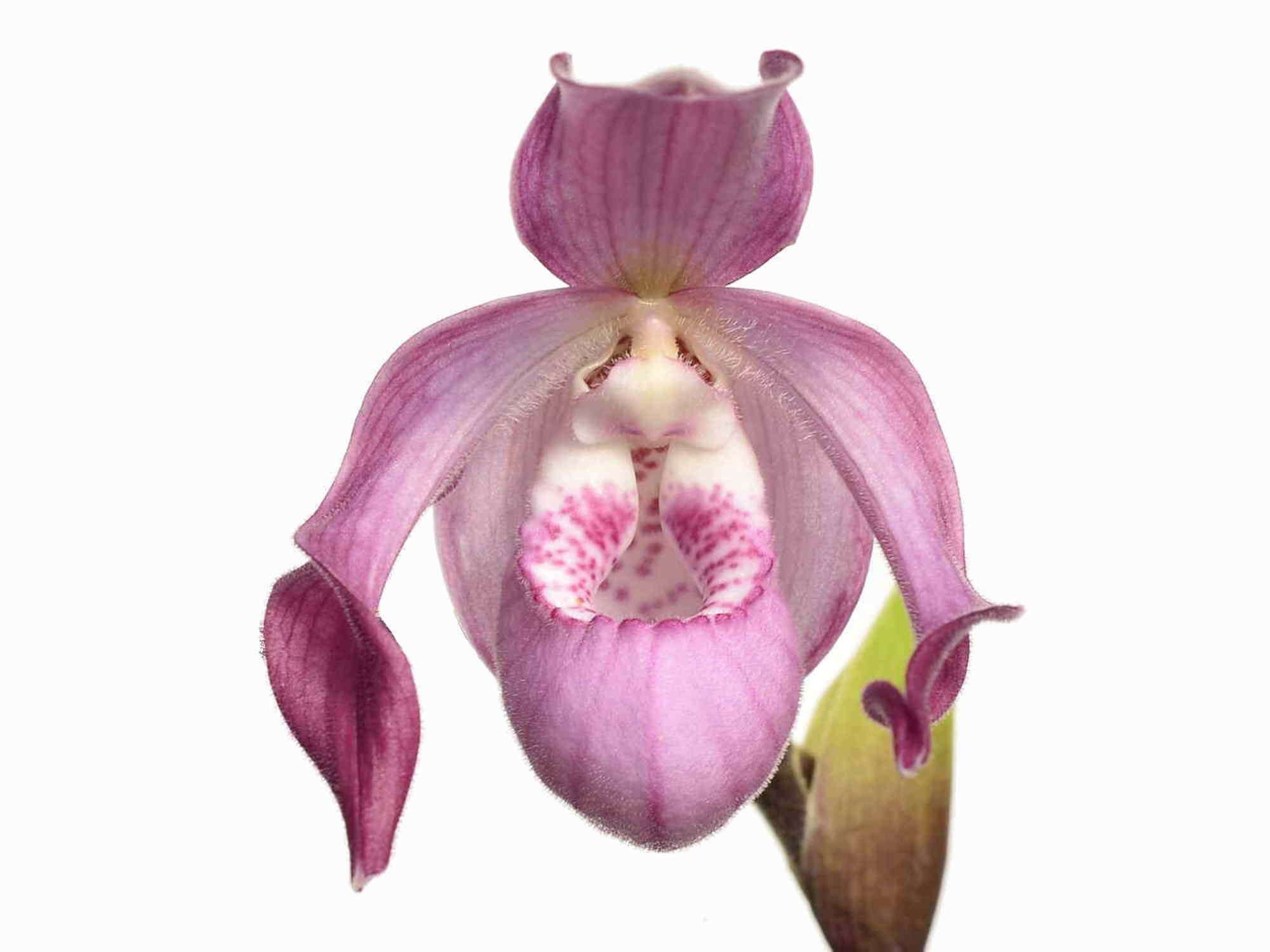 Phragmipedium Cardinale — Ecuagenera Europe GmbH