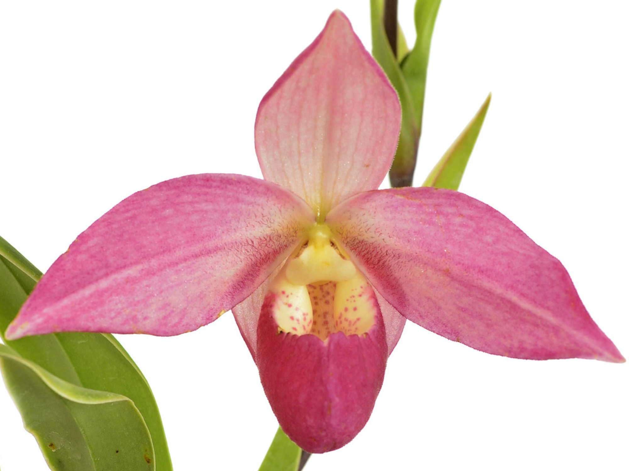Phragmipedium Elizabeth March — Ecuagenera Europe GmbH