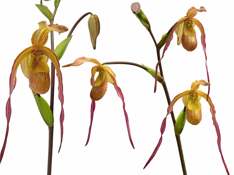Phragmipedium Geralda