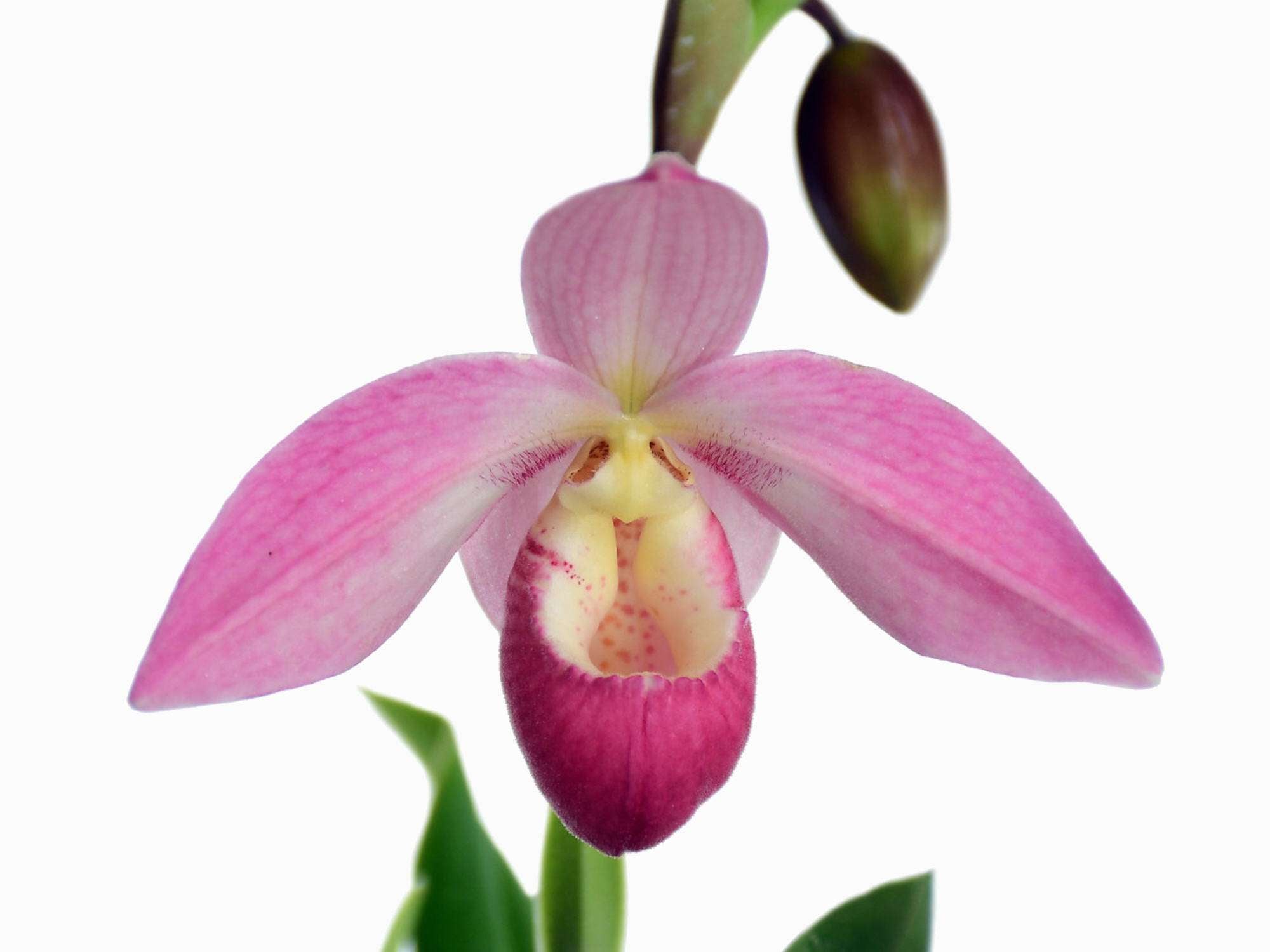 Phragmipedium Grouville — Ecuagenera Europe GmbH