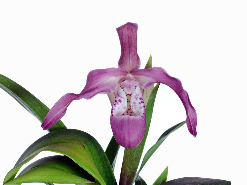 Phragmipedium Incan Treasure