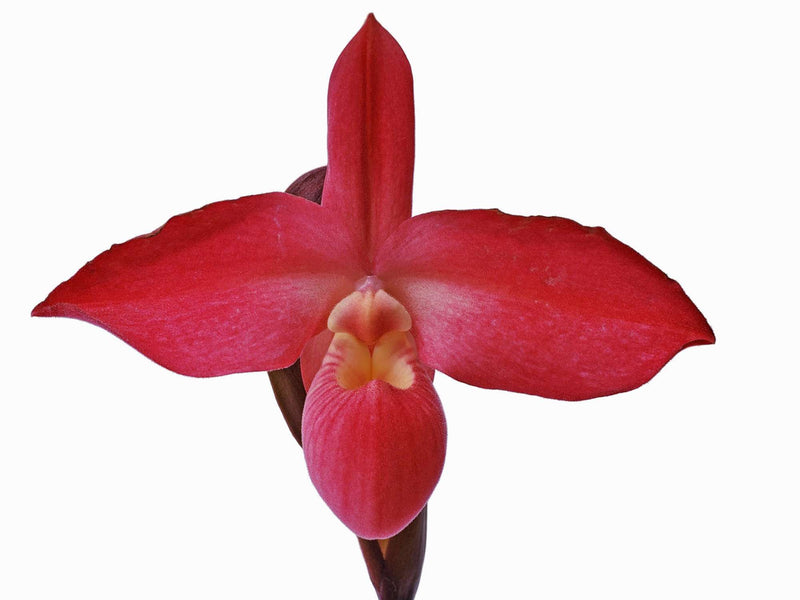 Phragmipedium Perufloras Cirila Alca