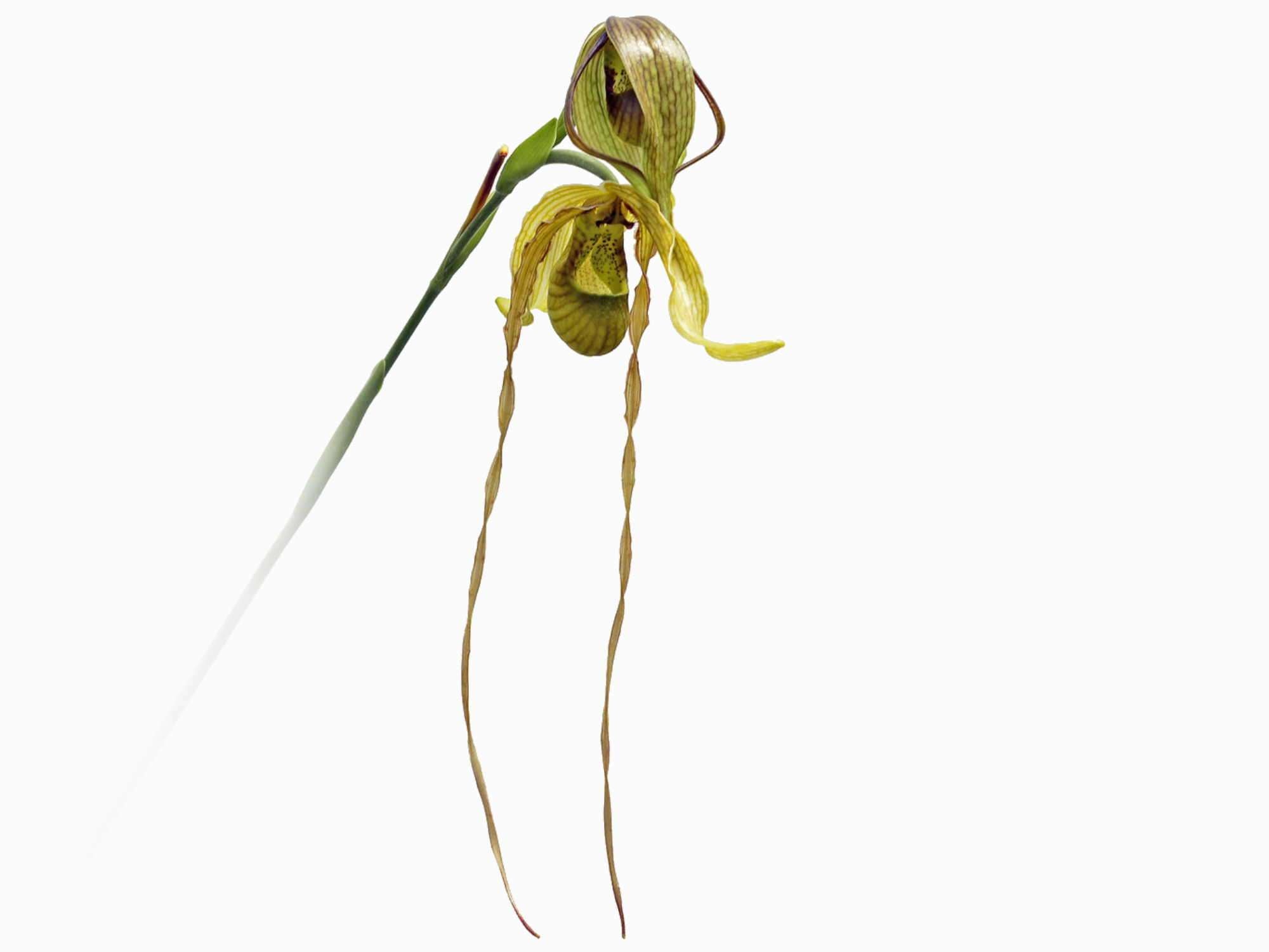 Phragmipedium Predator — Ecuagenera Europe GmbH
