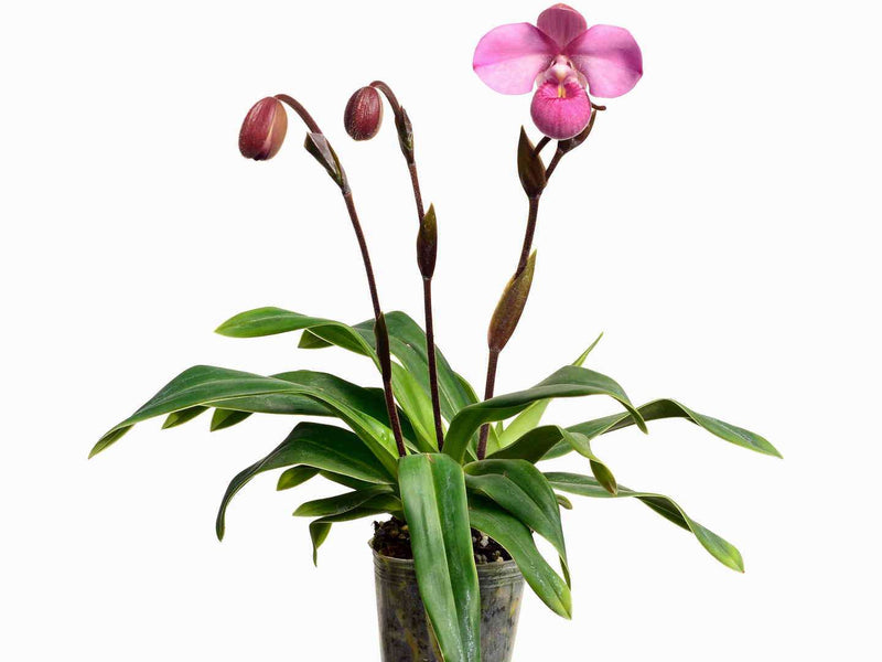 Phragmipedium Priscilla de Portilla