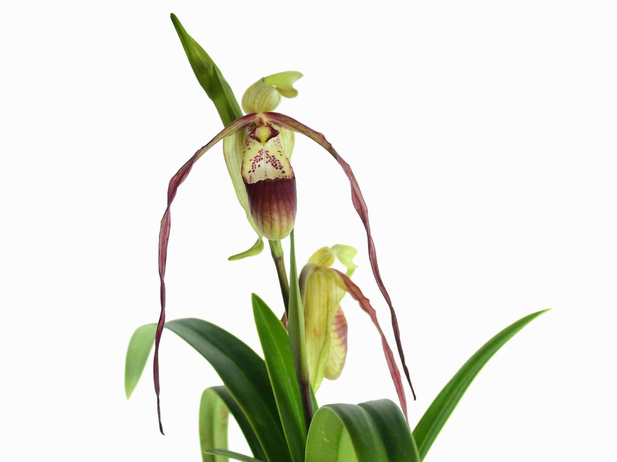 Phragmipedium QF Lee — Ecuagenera Europe GmbH