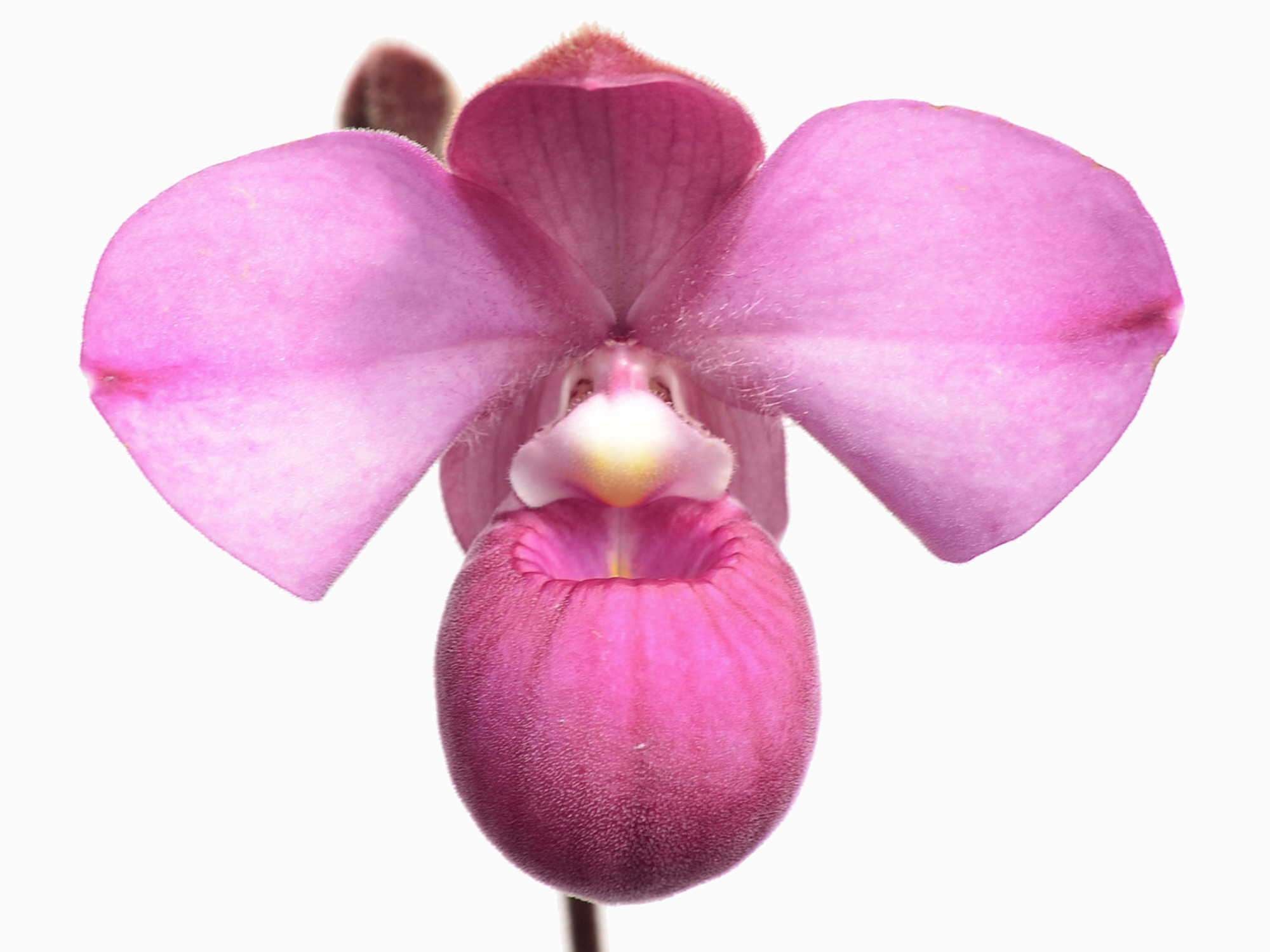 Phragmipedium Samuel Crothers — Ecuagenera Europe GmbH