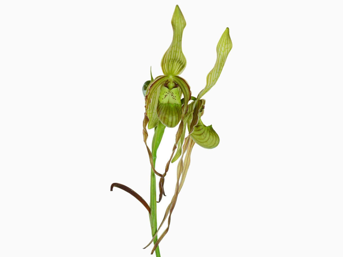 Phragm. Wössner Twist — Ecuagenera Europe GmbH