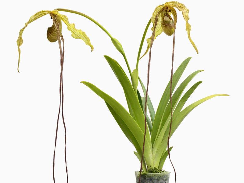 Phragmipedium Zapatilla de la Virgen
