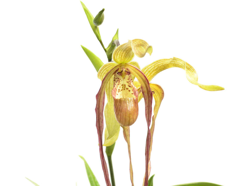 Phragmipedium Wössner Supergrande