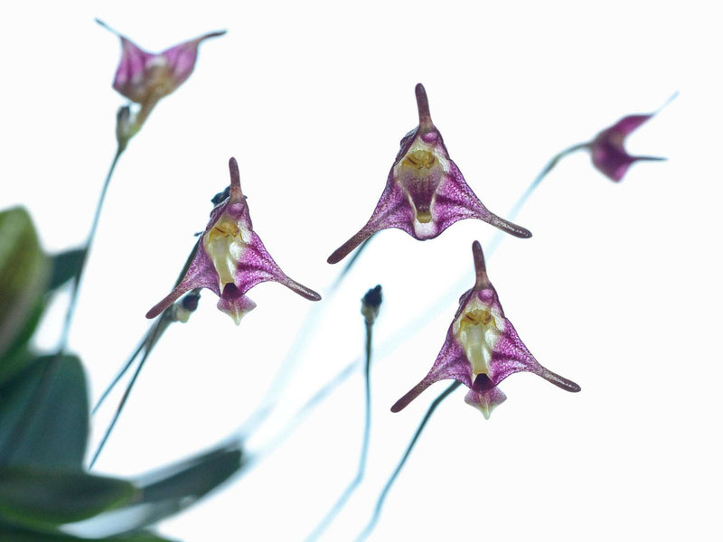 Porroglossum porphyreum