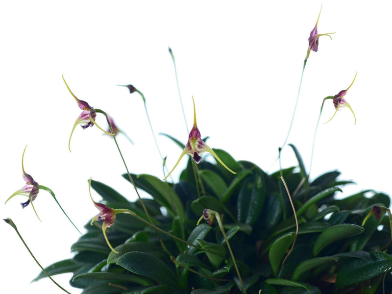 Porroglossum schramii