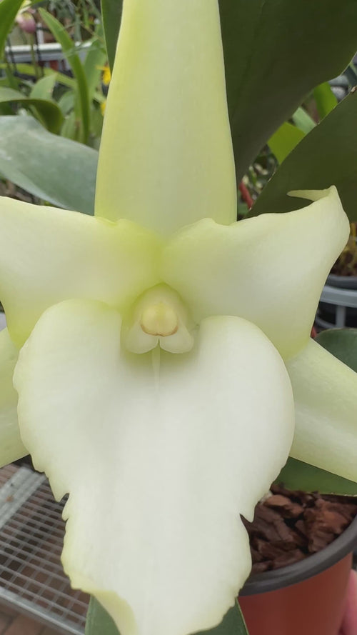 Angraecum Lai's Star