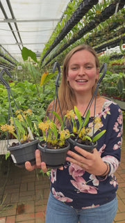 Bulbophyllum cephalophorum
