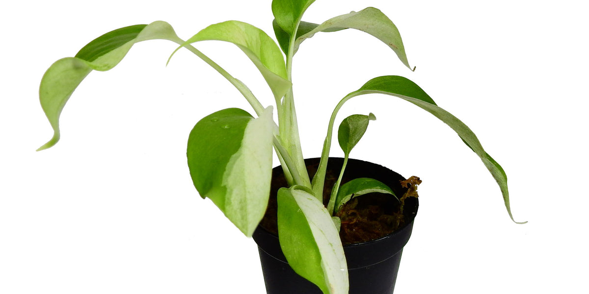 tetrasperma variegata Rhaphidophora tetrasperma variegata (5,5cm Topf) — Ecuagenera Europe GmbH