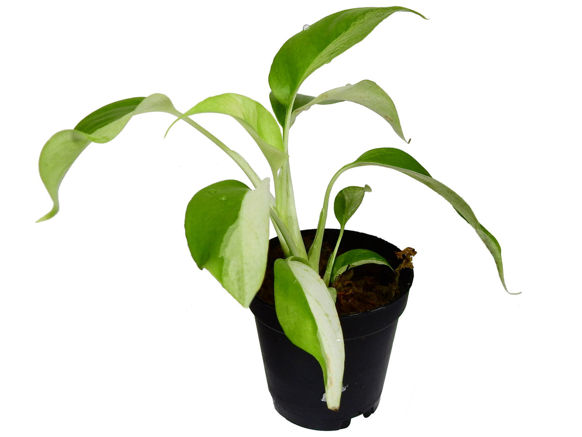 philodendron vs alocasia Alocasia Borneo Giant Elephant Ear main image 1