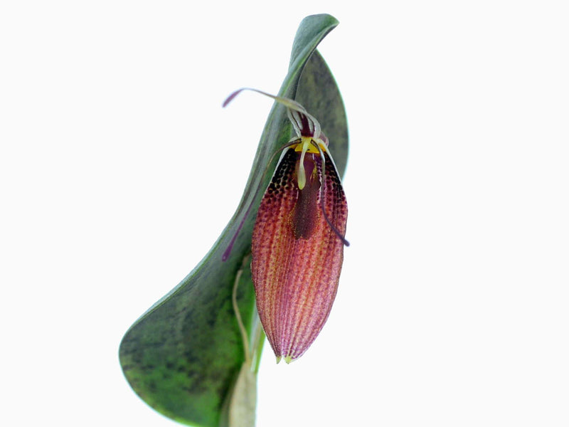 Restrepia aristulifera 'Ecuagenera' 003015