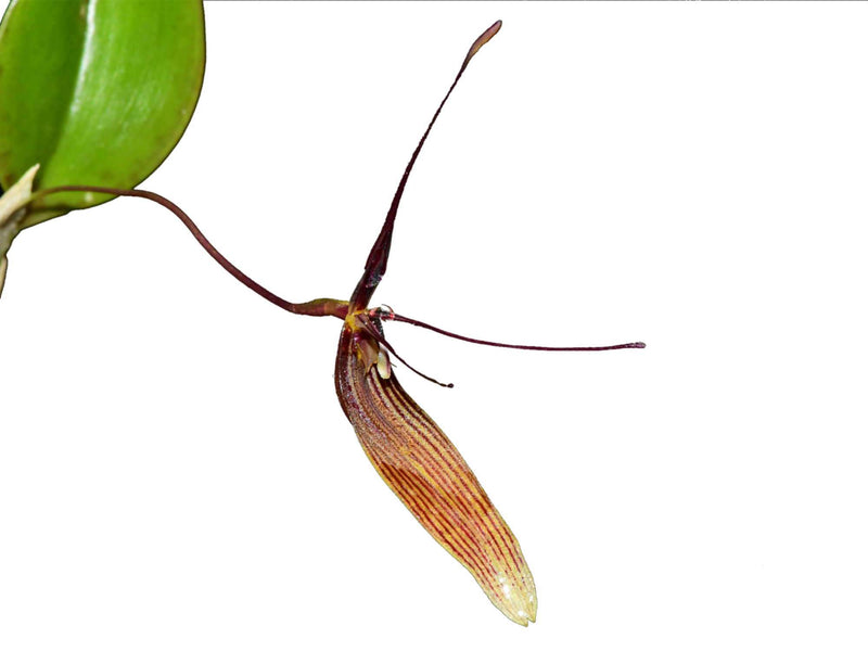 Restrepia brachypus #4