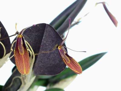 Restrepia elegans