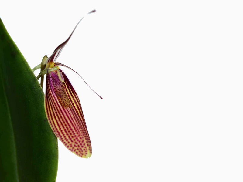 Restrepia elegans 'Camila'