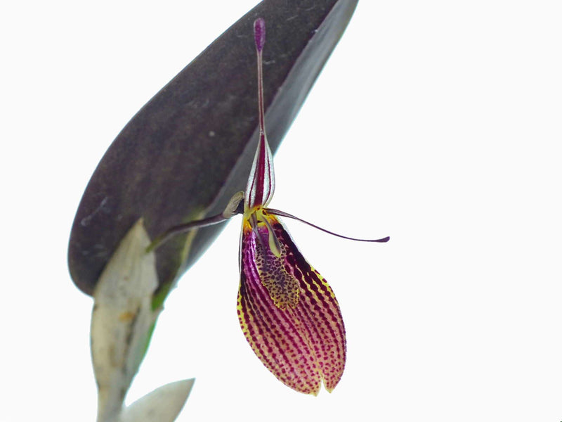 Restrepia elegans 'Red'