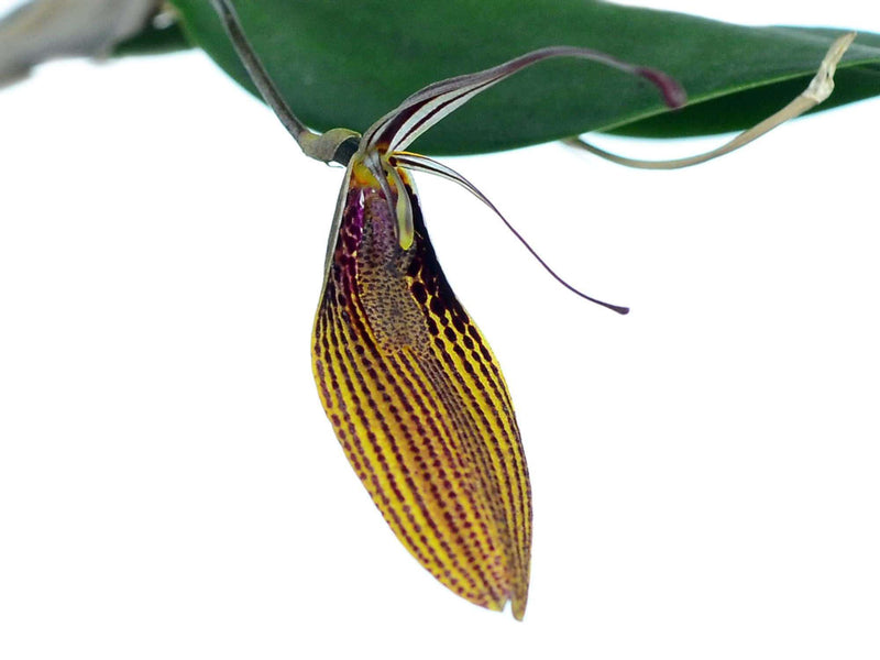 Restrepia escobariana