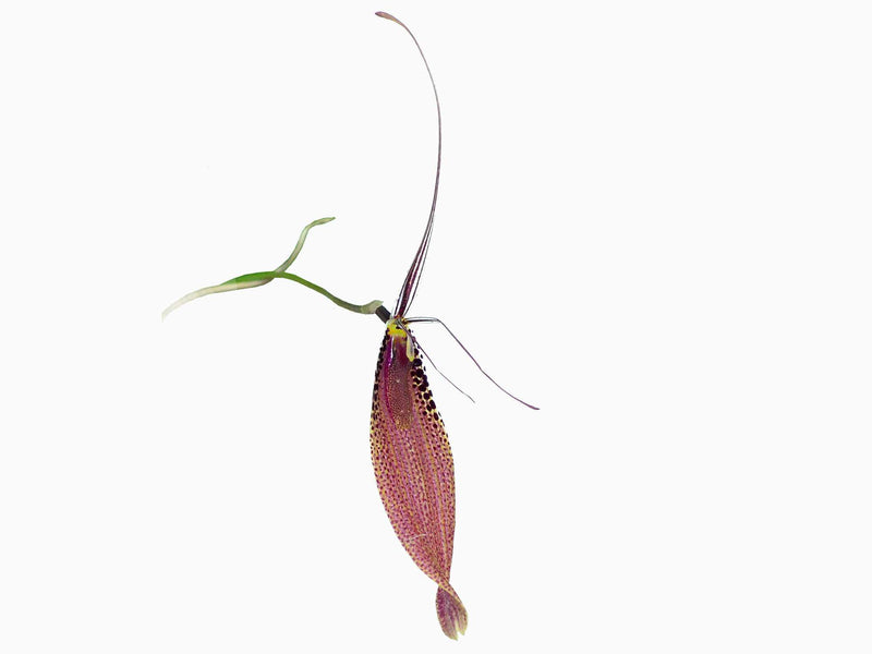 Restrepia guttulata (002920 x self)