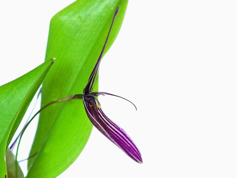 Restrepia purpurea 'Vino Tinto'