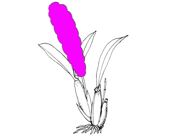 Brassia (Senne Feast x Mivada) (5 cm Topf)