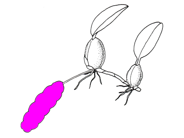 Bulbophyllum careyanum