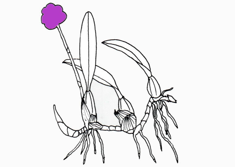 Bulbophyllum wendlandianum