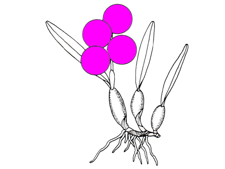 Cattleya Betsy Portilla