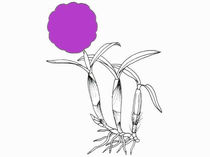 Cattleya (Pot. Haw Yuan Doll 'Golden Star' x Slc. Fire Magic 'Solar Flame')