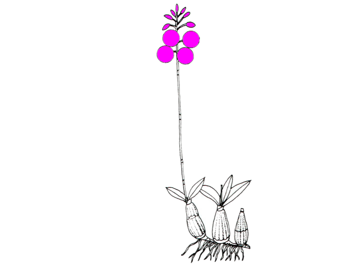 Laeliocattleya El Ranchito