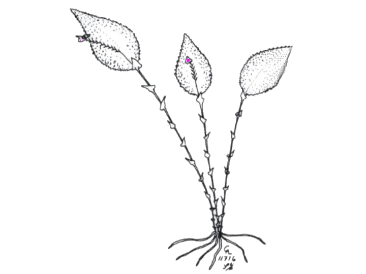 Lepanthes aculeata