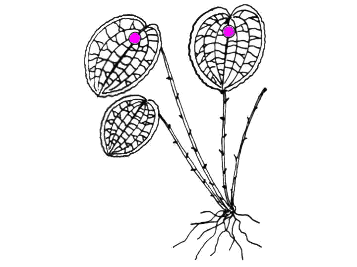 Lepanthes calodictyon