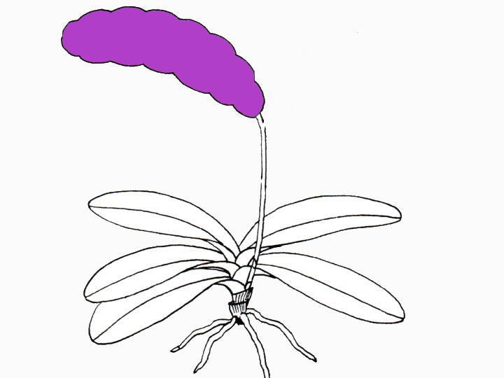 Phal. Überraschung (Surprise) OP Invitro