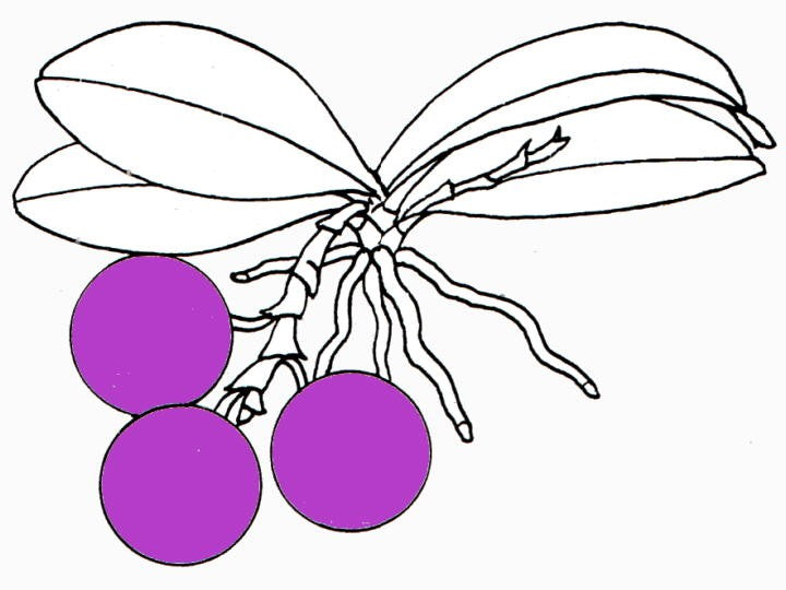 Phalaenopsis bellina